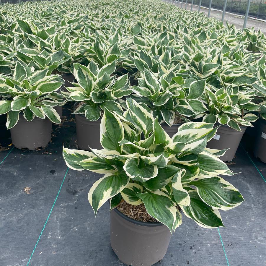 Hosta Patriot