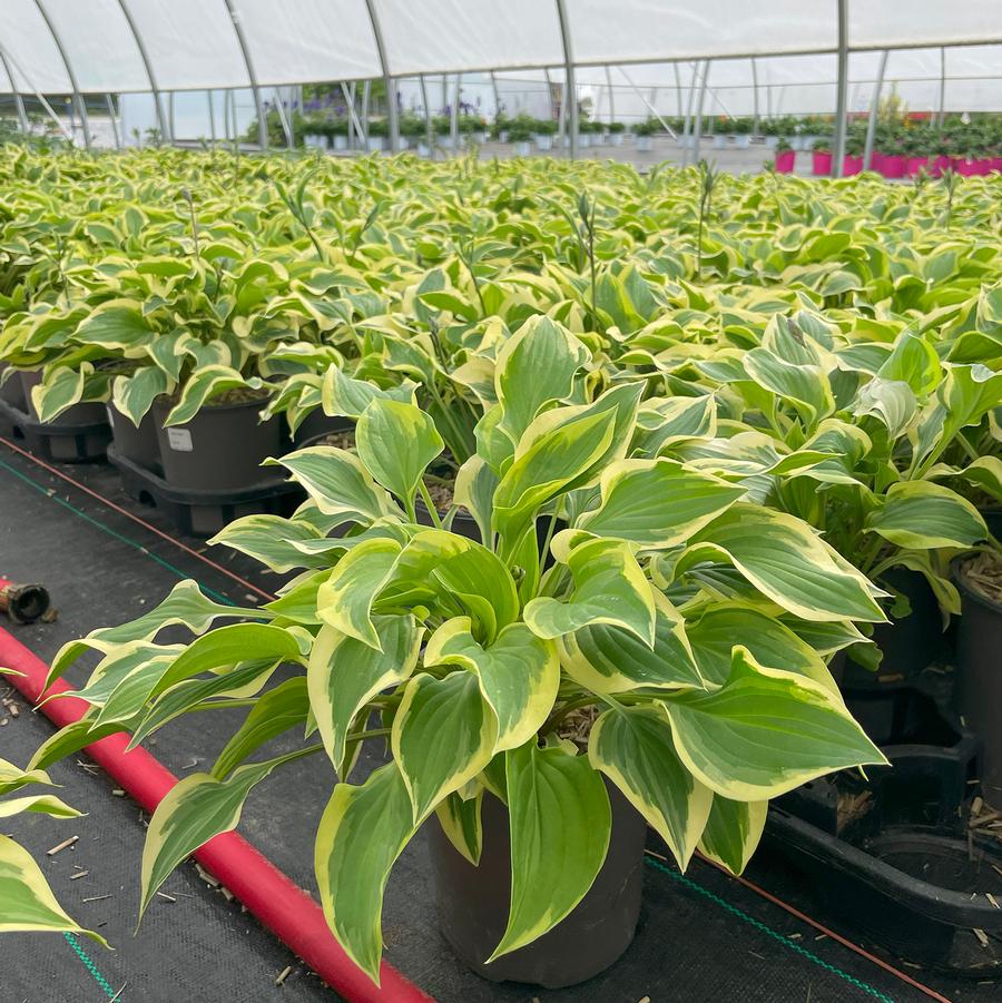 Hosta Pilgrim