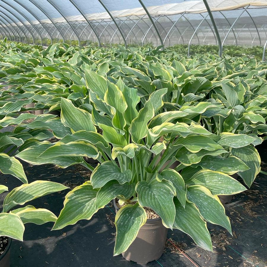 Hosta Regal Splendor