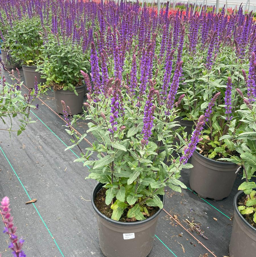 Salvia nemorosa Caradonna