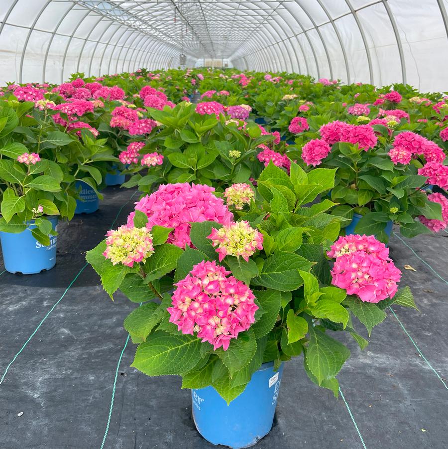 Hydrangea macrophylla Summer Crush®