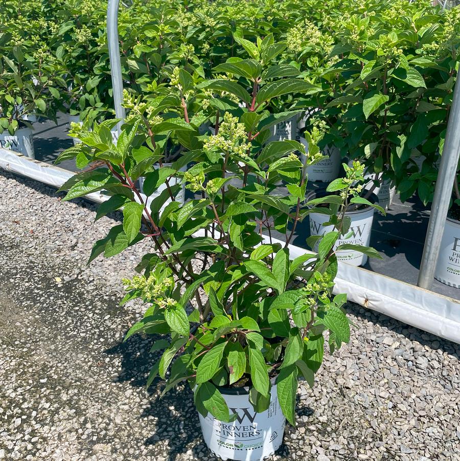 Hydrangea paniculata Pinky Winky®