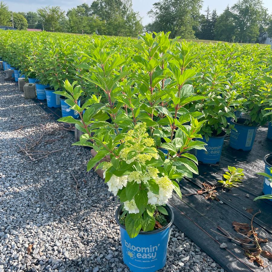 Hydrangea paniculata Moonrock™