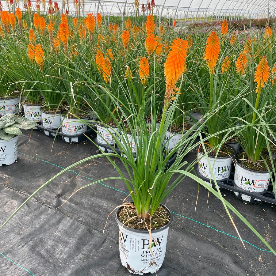 Kniphofia Pyromania® Orange Blaze