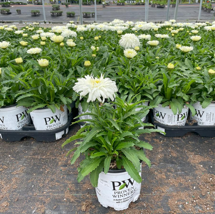 Leucanthemum x superbum Amazing Daisies® Marshmallow