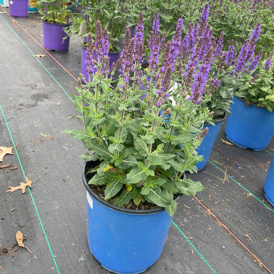 Salvia nemorosa Bumbleblue