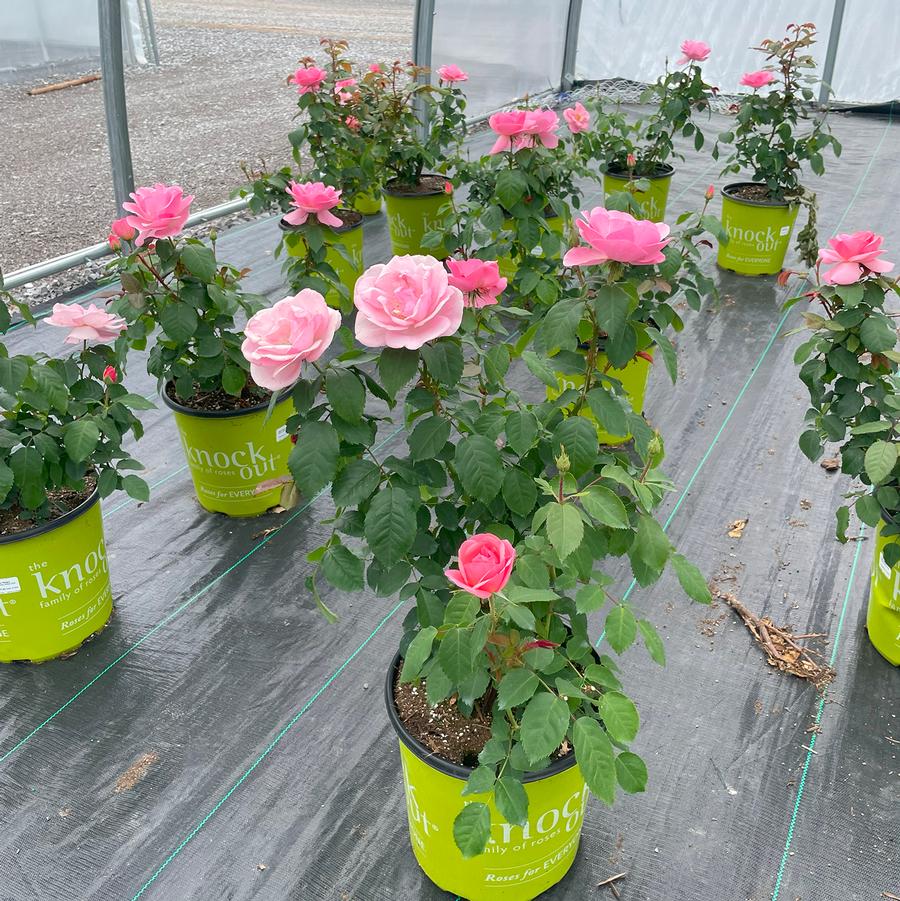 Rosa Knock Out® Peachy
