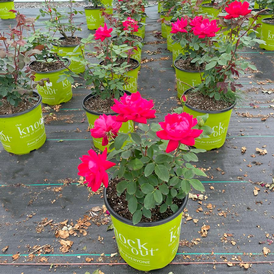 Rosa Knock Out® Double