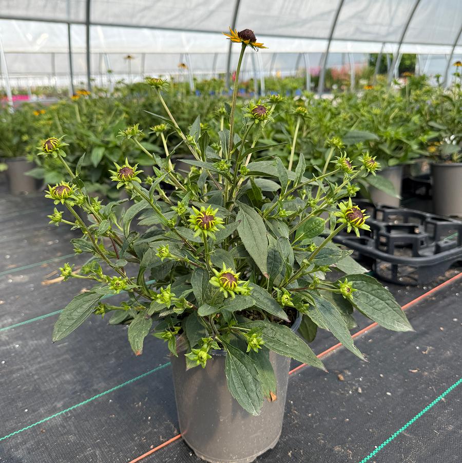 Rudbeckia fulgida var. sullivantii Little Goldstar