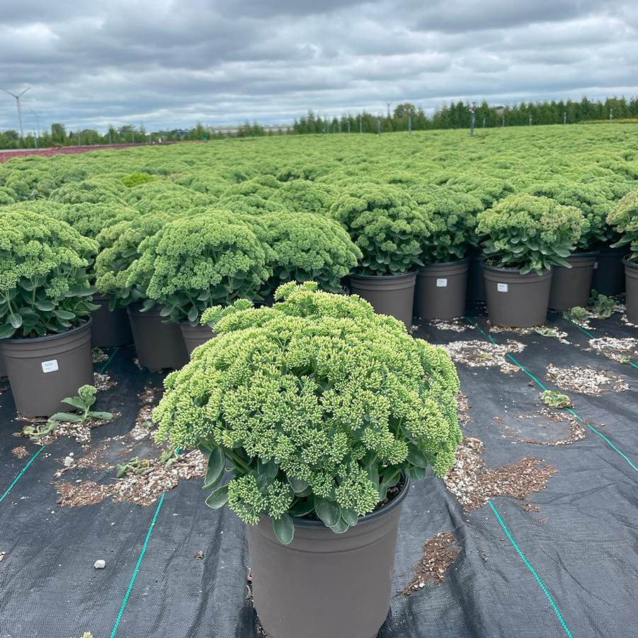Sedum spectabile Autumn Fire