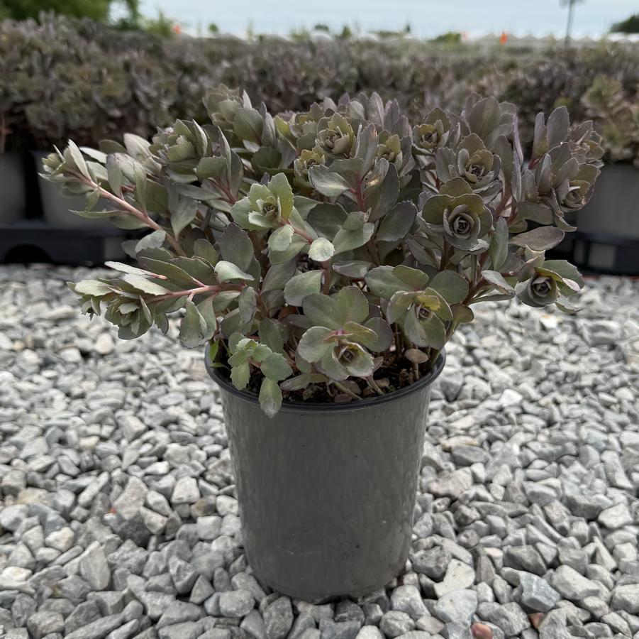 Sedum Sunsparkler® Dazzleberry