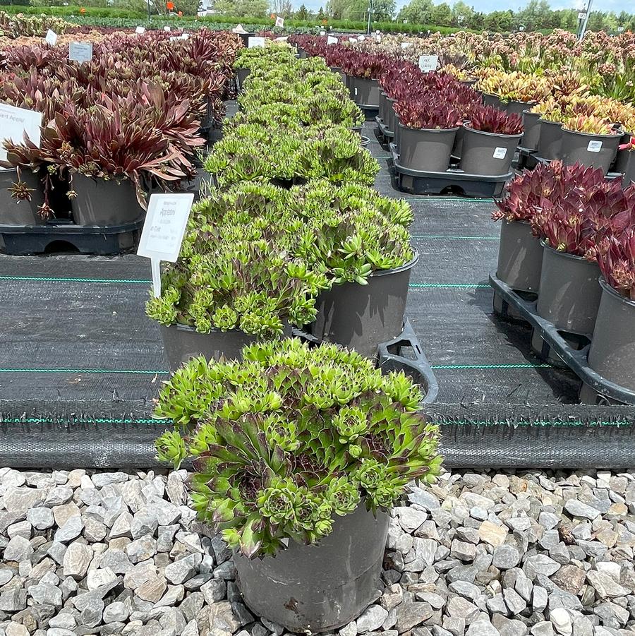Sempervivum Chick Charms® Appletini™