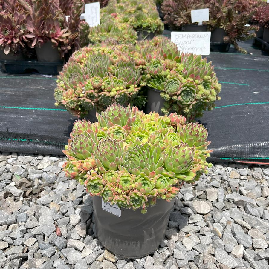 Sempervivum Chick Charms® Sugar Shimmer™