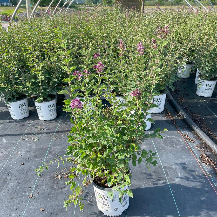 Syringa Bloomerang® Dark Purple