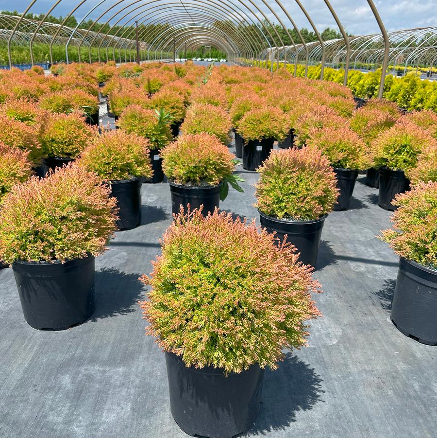 Thuja occidentalis Fire Chief™