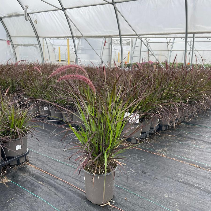 Pennisetum setaceum Rubrum