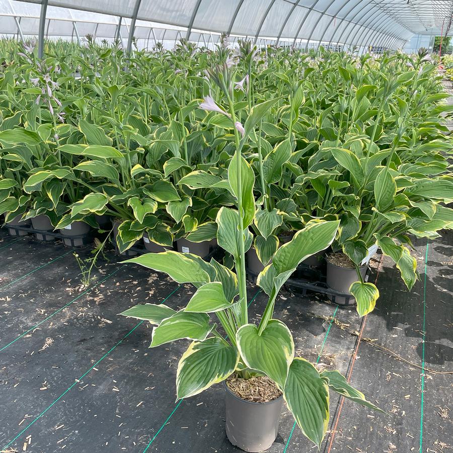 Hosta Fortunei Aureomarginata