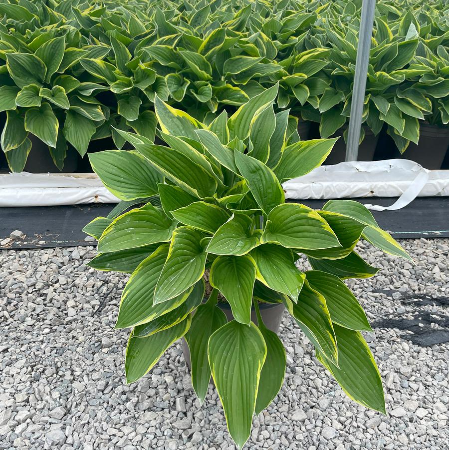 Hosta Fortunei Aureomarginata
