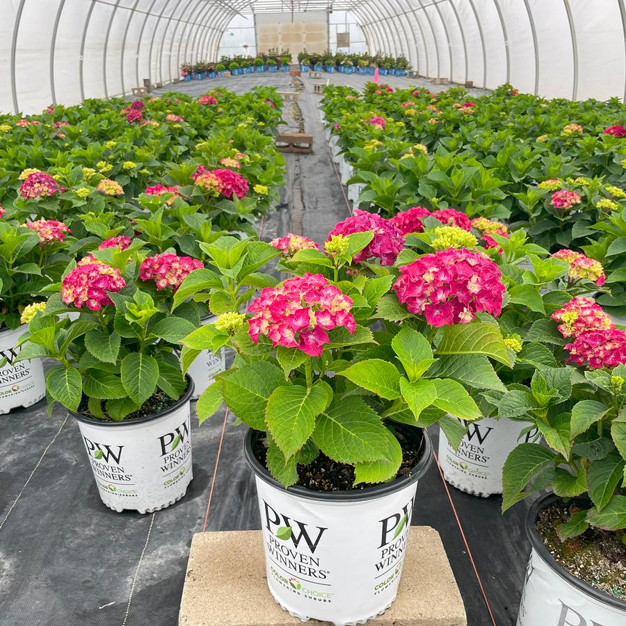 Hydrangea macrophylla Wee Bit Grumpy®