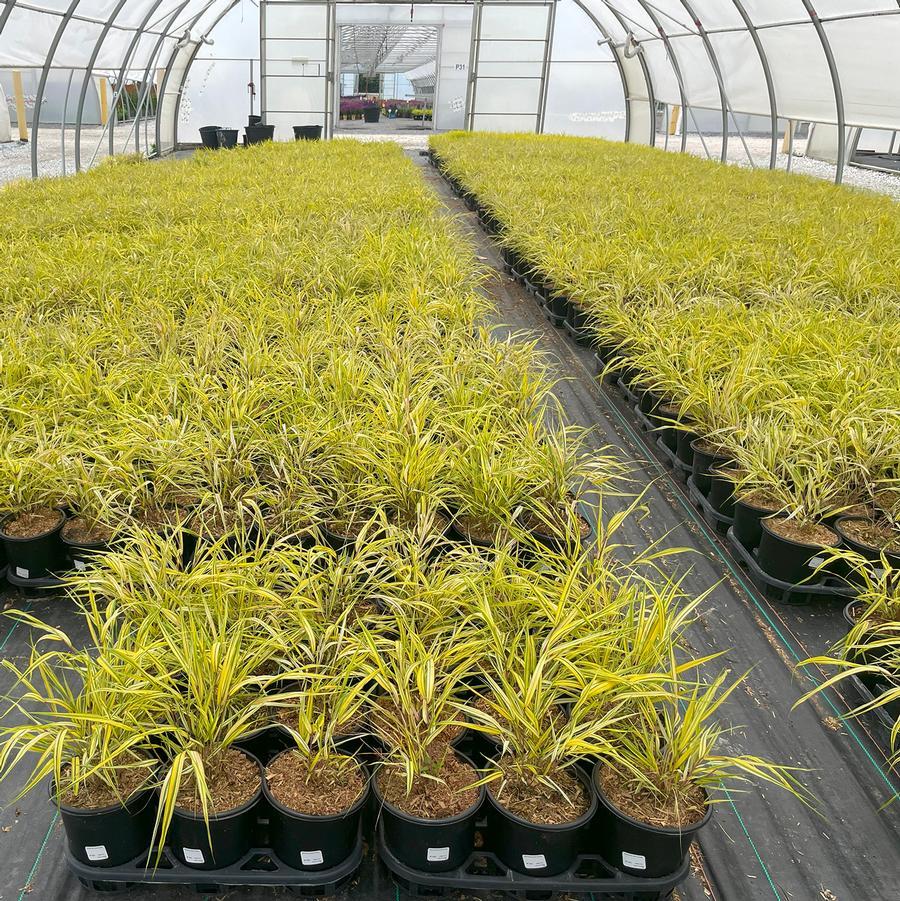 Hakonechloa macra Aureola