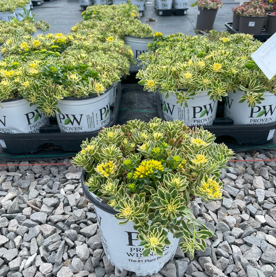 Sedum Rock 'N Low® Boogie Woogie