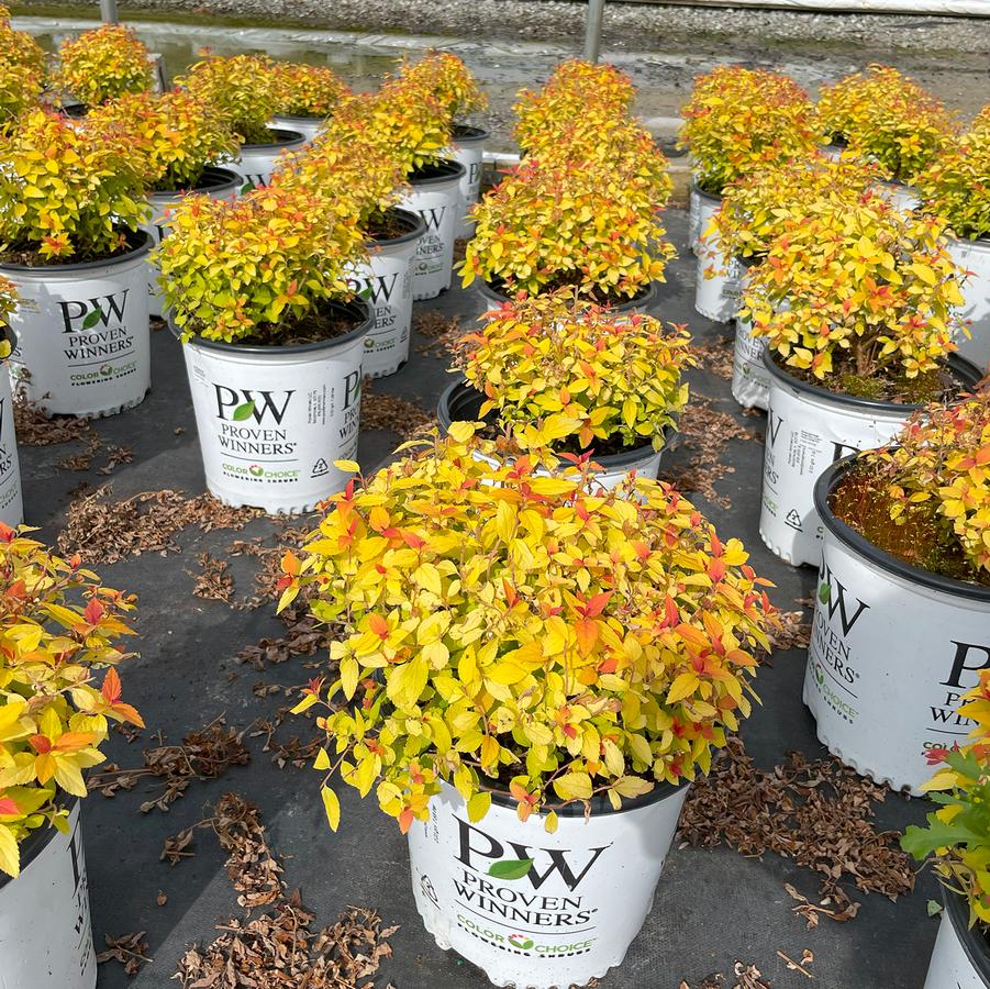 Spiraea japonica Double Play® Candy Corn®