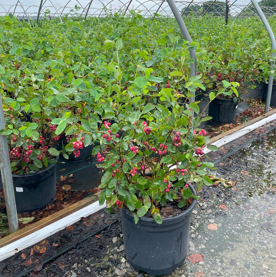 Amelanchier canadensis-Clump 