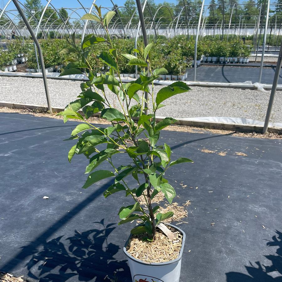 Prunus kerrasis Cupid