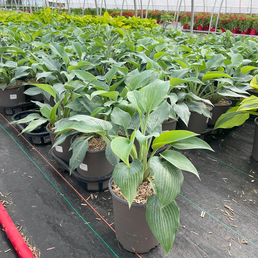 Hosta Hadspen Blue