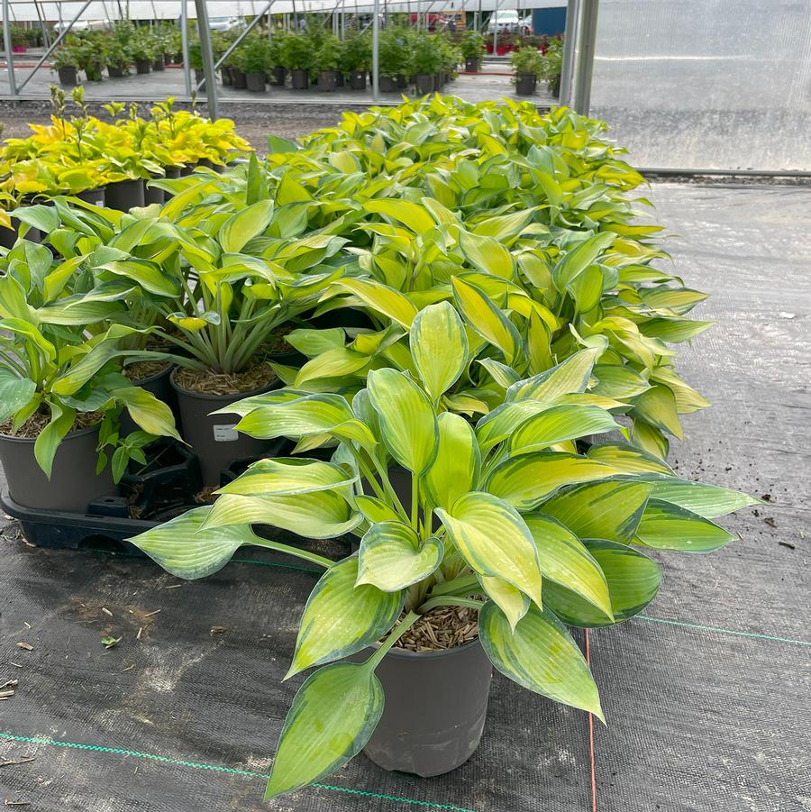 Hosta June
