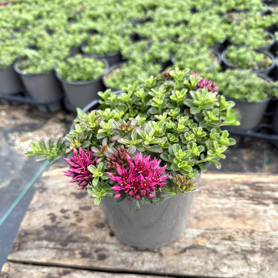 Sedum spurium Spot On™ Spot On™ Deep Rose