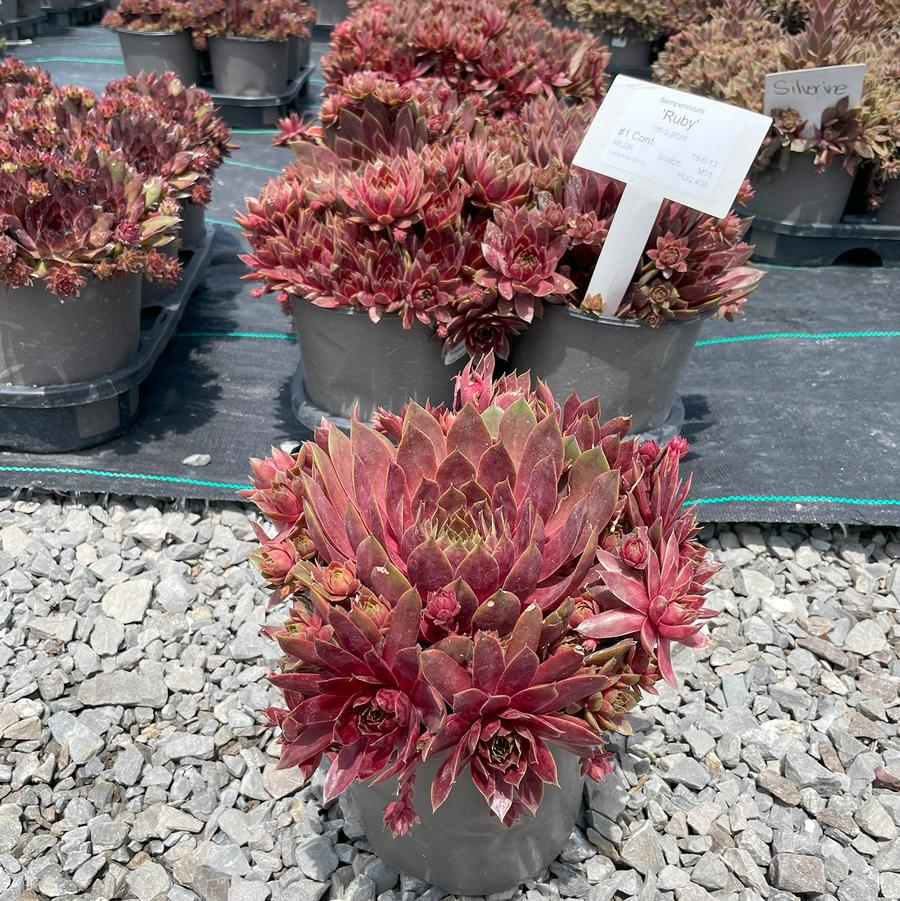 Sempervivum Supersemp® Ruby