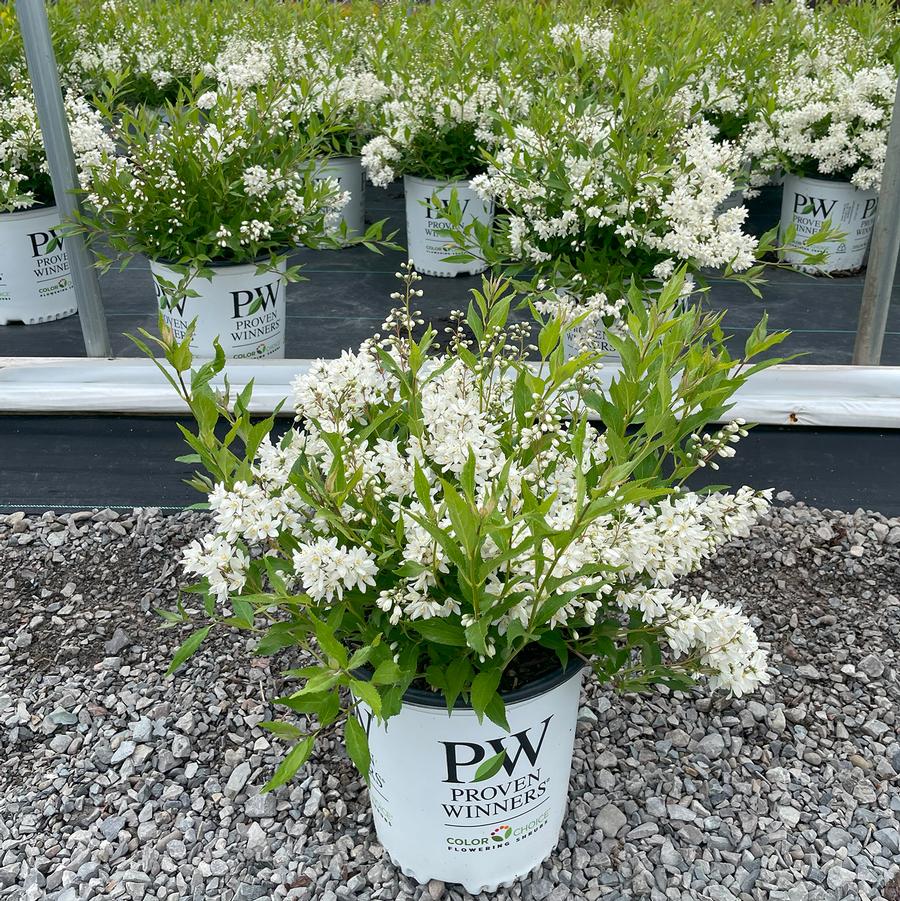 Deutzia Yuki Snowflake®