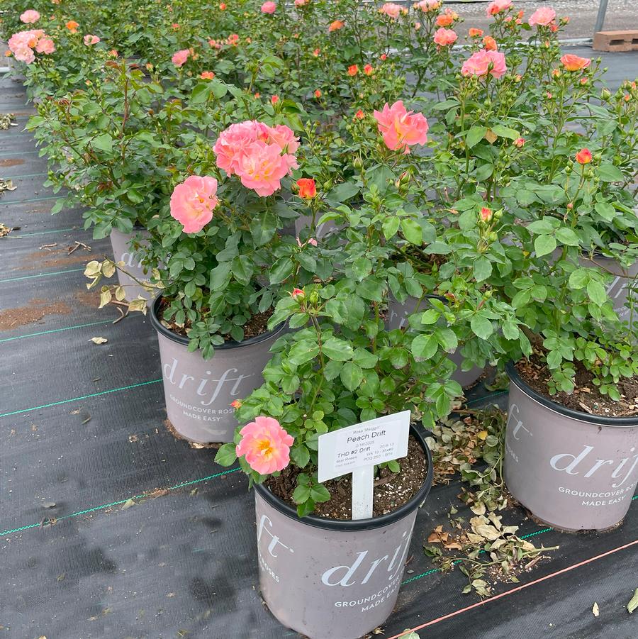 Rosa Peach Drift®