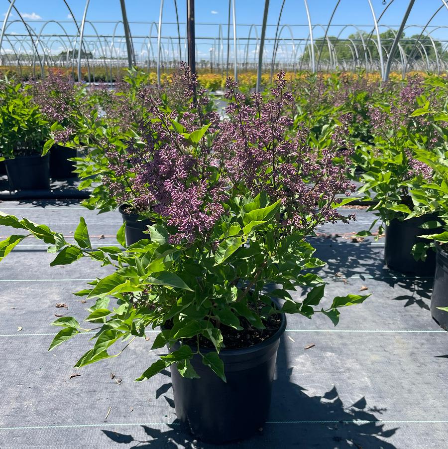 Syringa pubescens ssp. patula Miss Kim