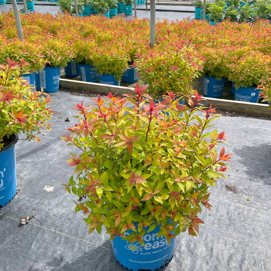 Spiraea japonica Rainbow Fizz™ 