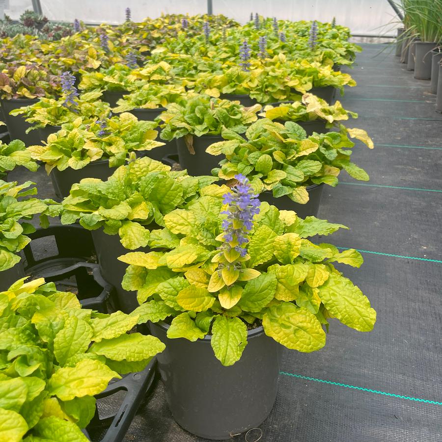 Ajuga Feathered Friends™ Tropical Toucan