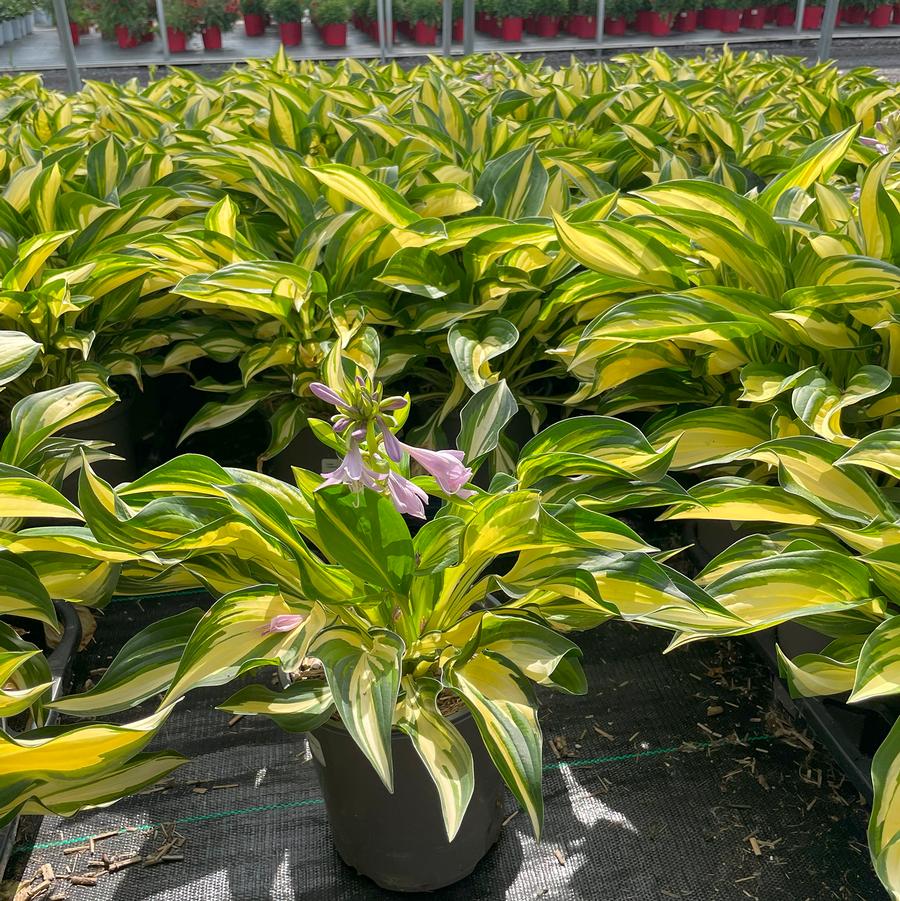 Hosta Lakeside Little Tuff