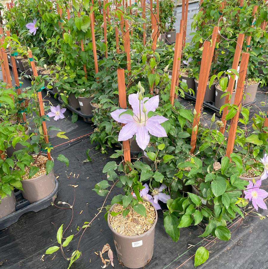 Clematis Vancouver™ Sea Breeze