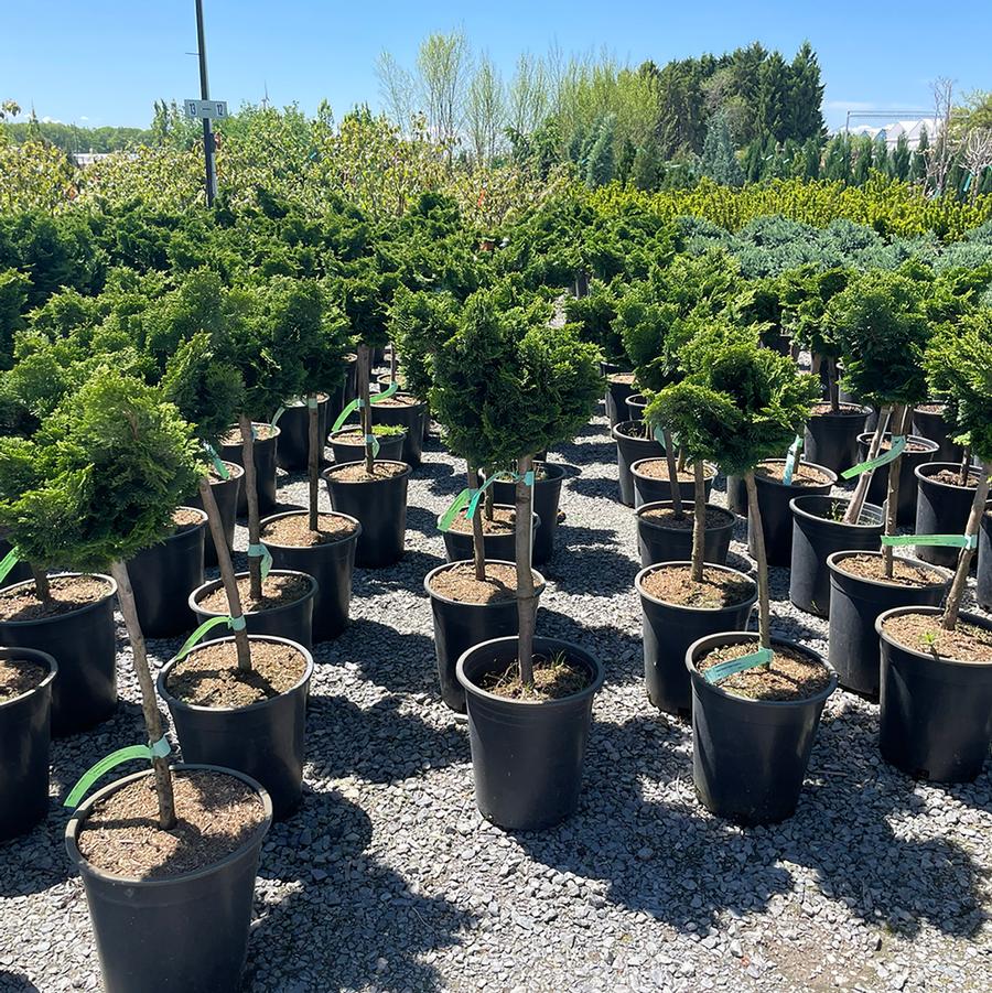 Chamaecyparis obtusa Nana Gracilis-Standard