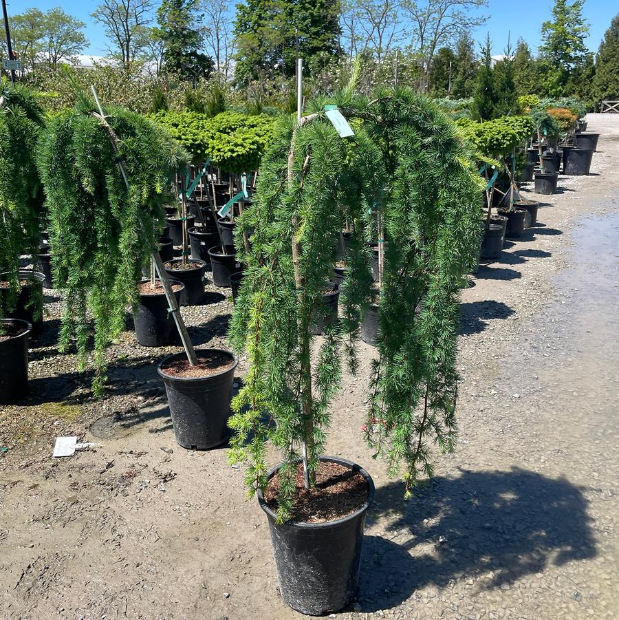 Larix decidua Pendula-Standard