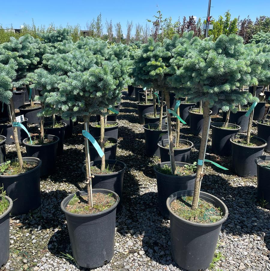 Picea pungens Glauca Globosa-Standard