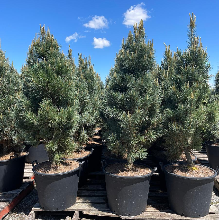 Pinus flexilis Vanderwolf's Pyramid