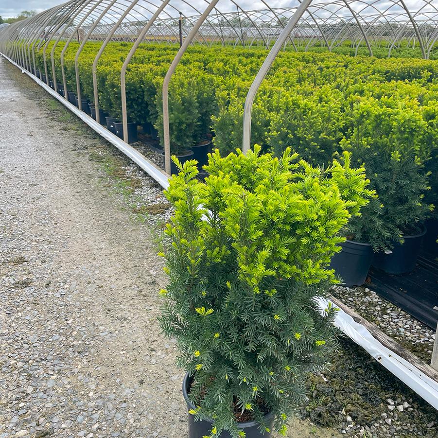 Taxus cuspidata Nova