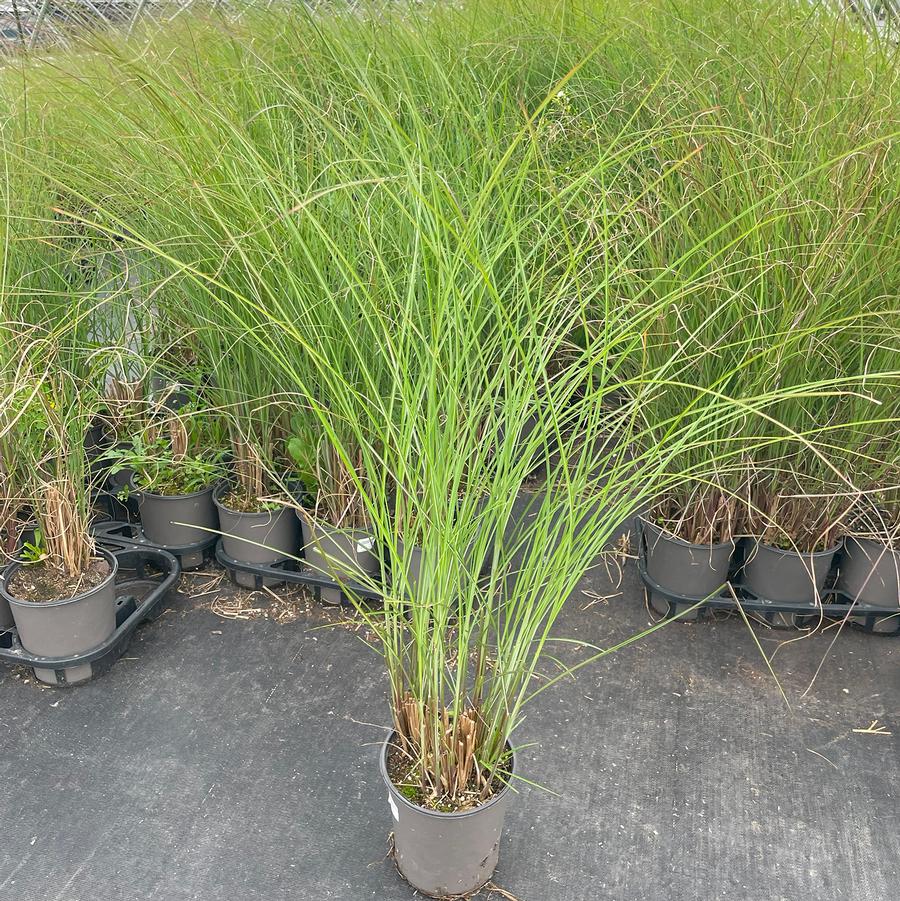 Miscanthus sinensis Gracillimus