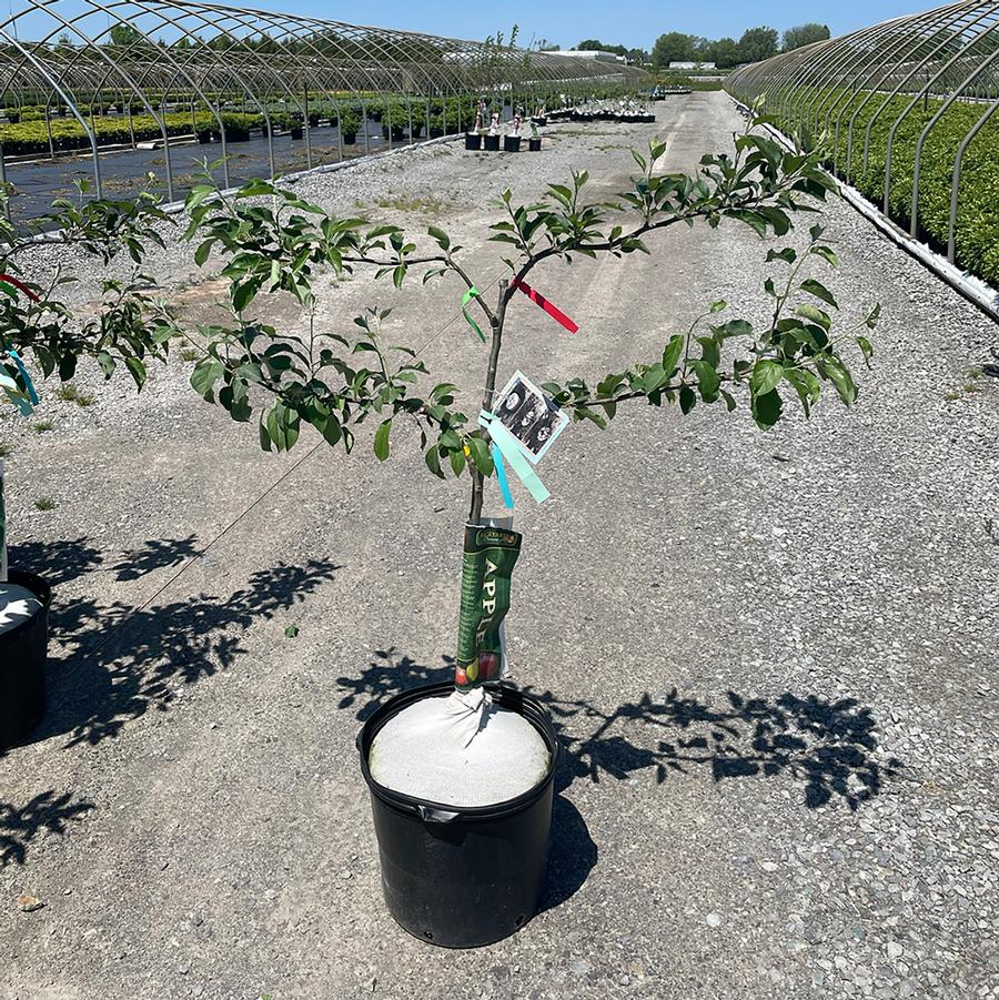 Malus Espalier Combination-2 Tier