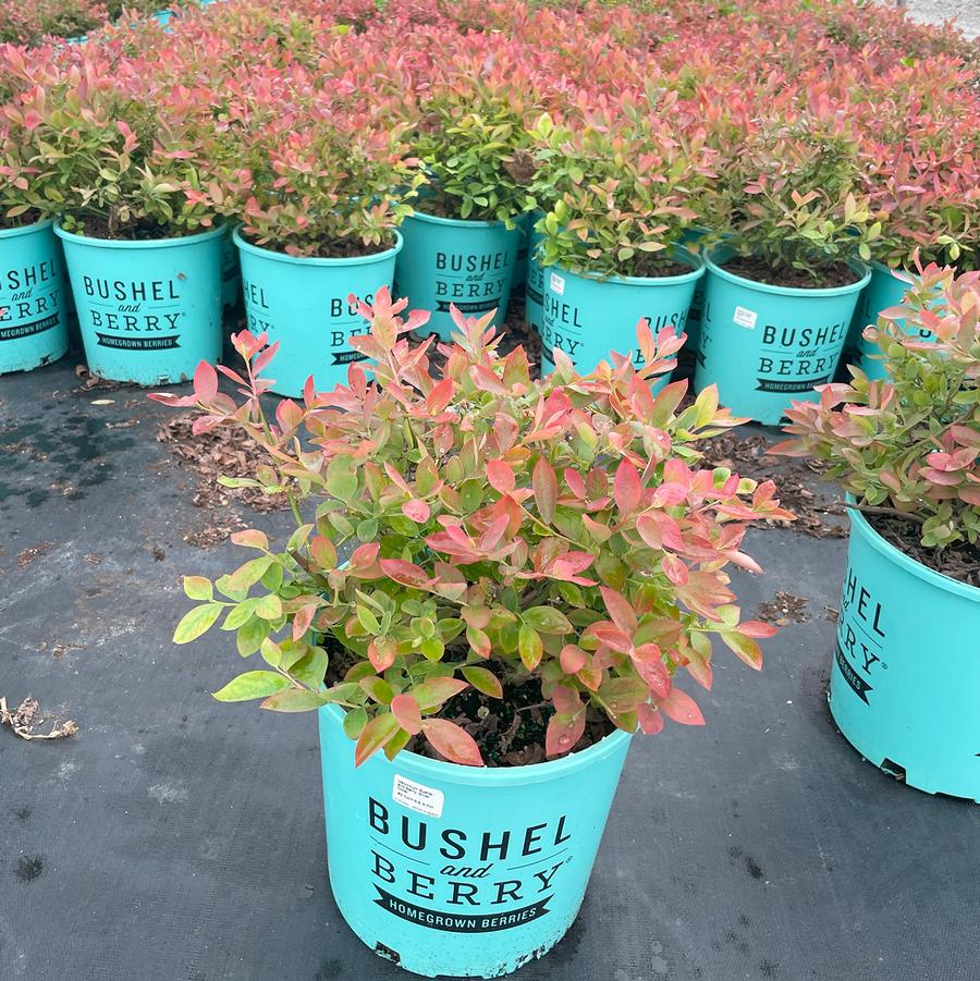 Vaccinium Bushel and Berry® Silver Dollar® 