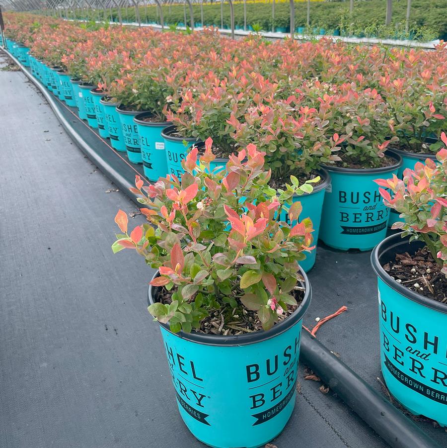 Vaccinium Bushel and Berry® Peach Sorbet® 