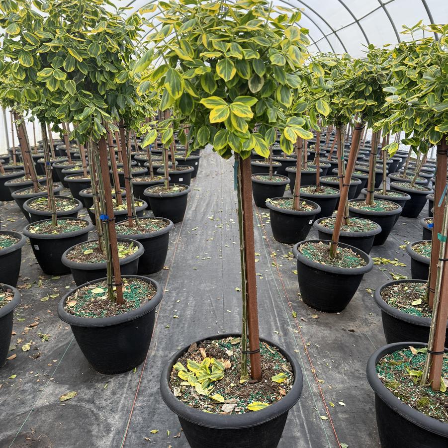 Euonymus fortunei Canadale Gold-Standard