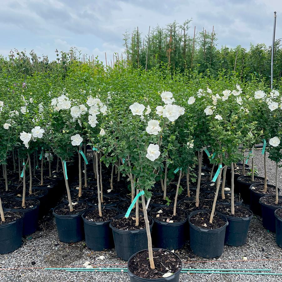 Hibiscus syriacus Jeanne de Arc-Standard
